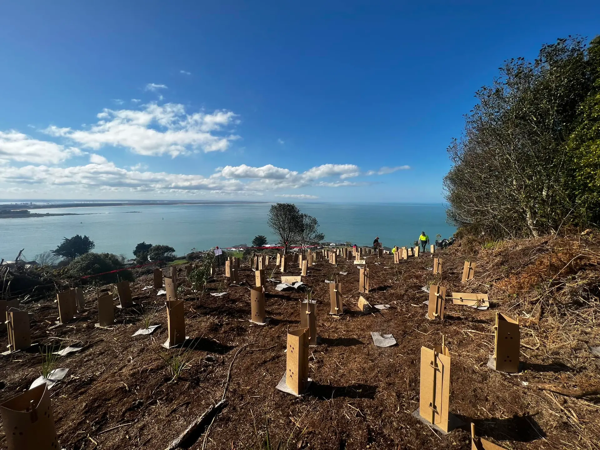 Bluff Hill/Motupōhue Restoration Project | Trees That Count