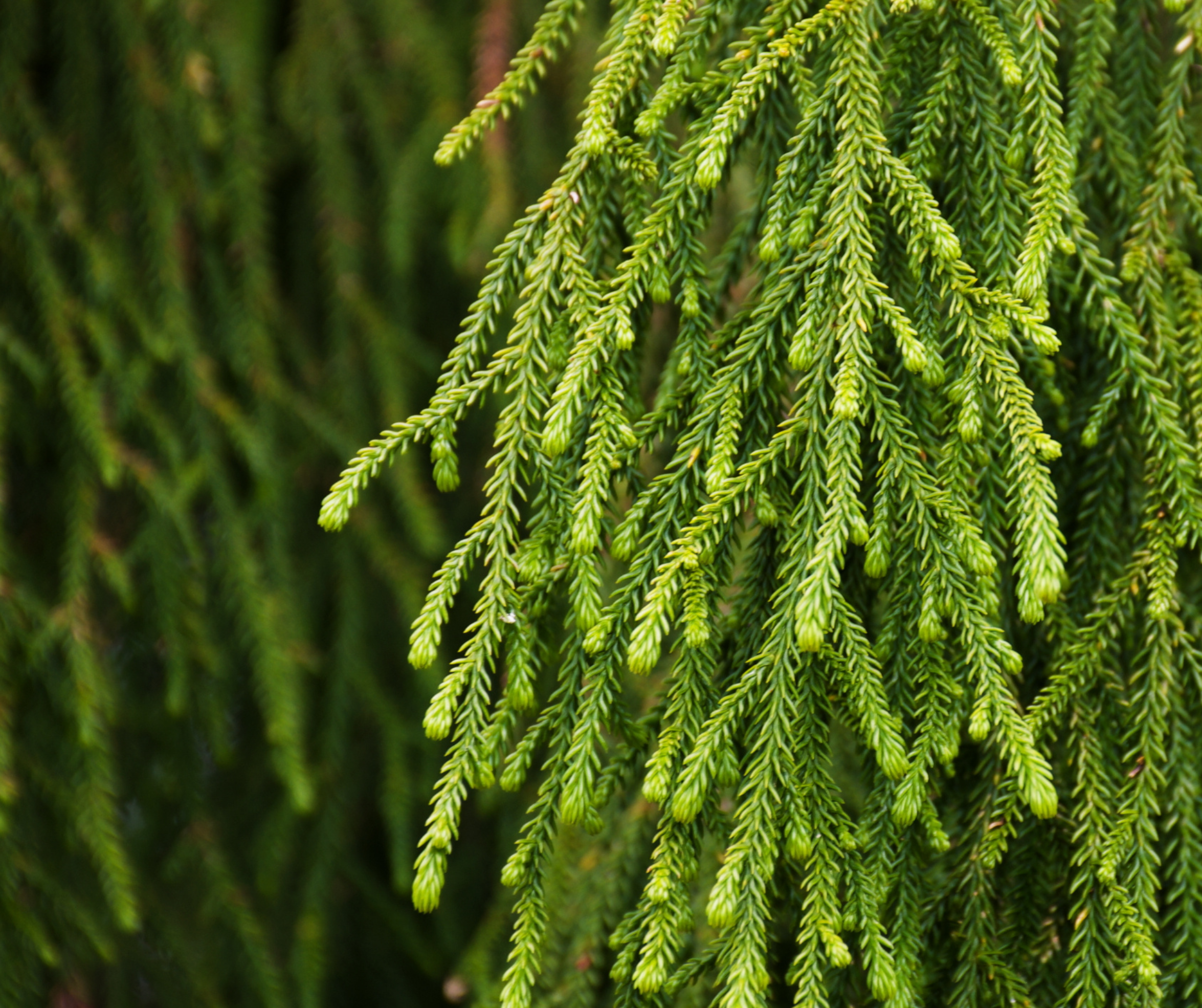 Tree Clemonds Christchurch City Council National Park City | Trees That Count